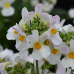 Nemesia Wisley